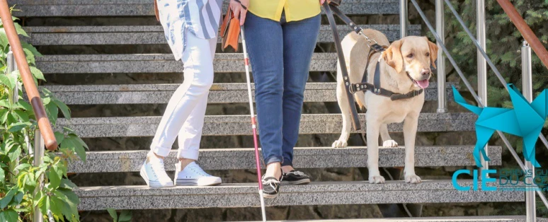 Formation Accueil des aveugles et personnes malvoyantes en ERP (avec ou sans chien)