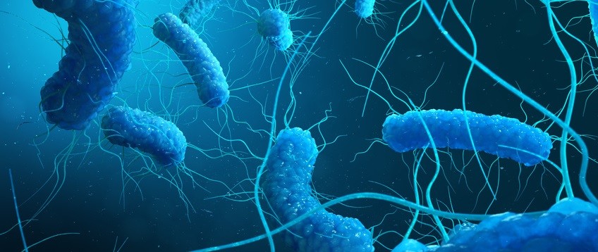 Formation Biofilm, légionelle et qualité des eaux
